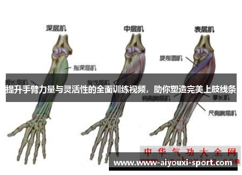 提升手臂力量与灵活性的全面训练视频，助你塑造完美上肢线条